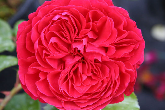 Rose 'Red Leonardo da Vinci' Beetrose