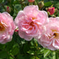 Rose 'Rosendorf Steinfurth' (Rambler)