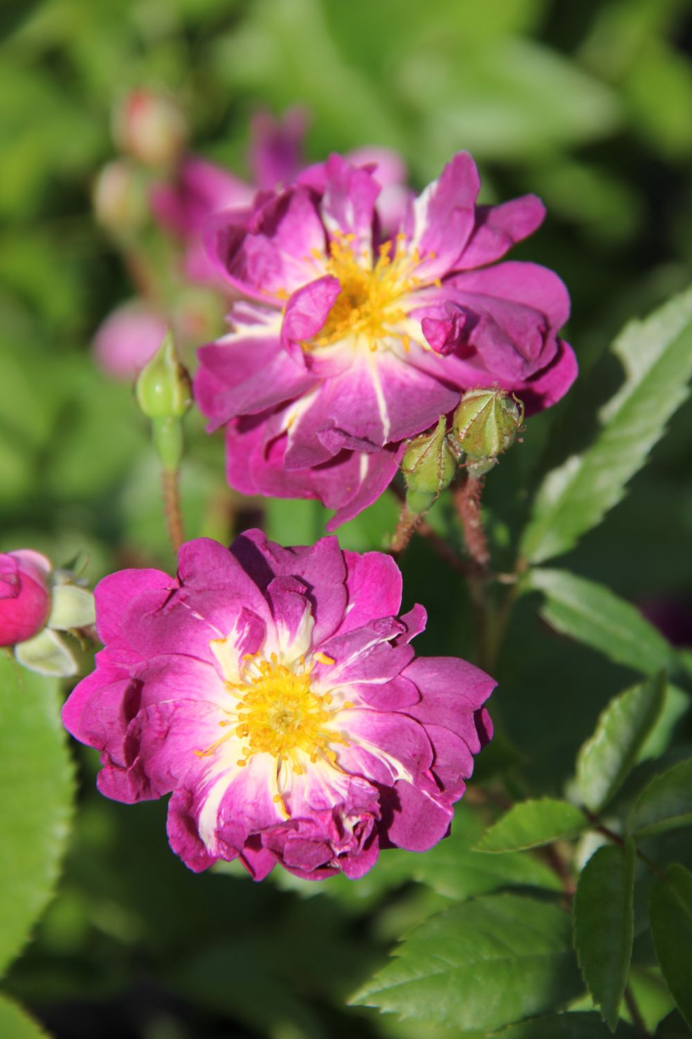Rose 'Veilchenblau' Rambler