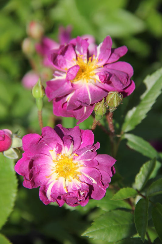 Rose 'Veilchenblau' (Rambler)