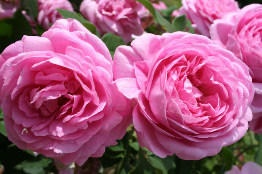 Rose 'Louise Odier' (Historische Rose)