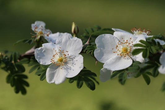 Rose omeiensis pteracantha (Wildrose | Stacheldrahtrose)