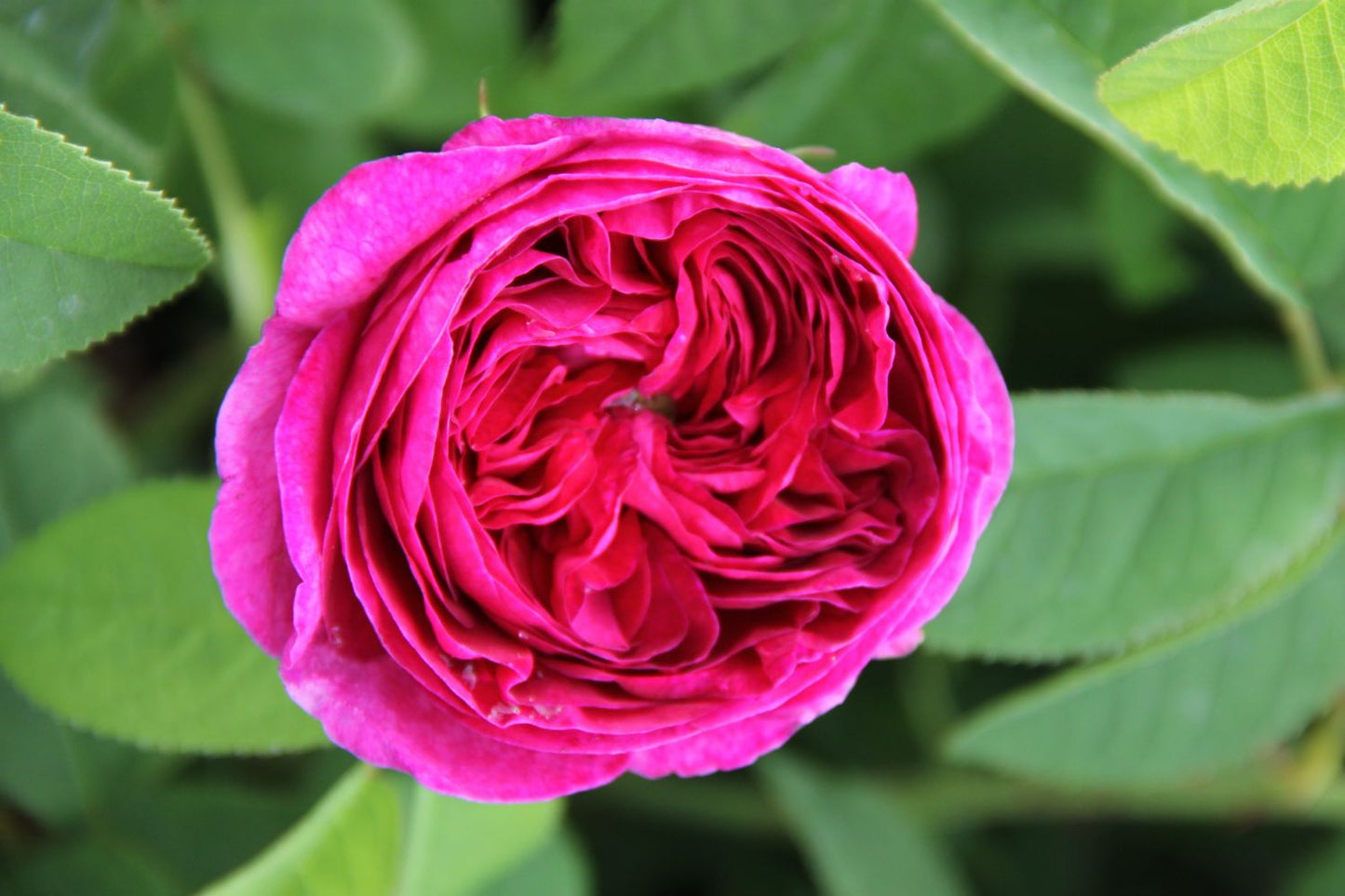 Rose 'Charles de Mills' (Historische Rose)