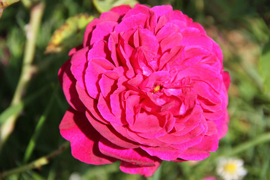 Rose 'Darcey Bussell' (Englische Rose)