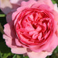 Rose 'Princess Alexandra of Kent' Englische Rose