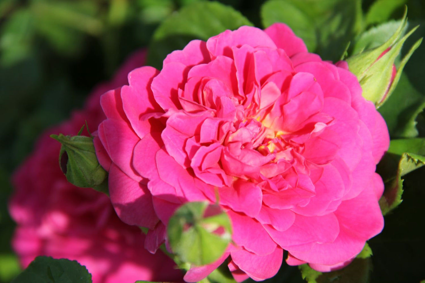 Rose 'Princess Anne' Englische Rose