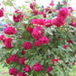 Rose 'Tess of the D'Urbervilles' (Englische Rose)