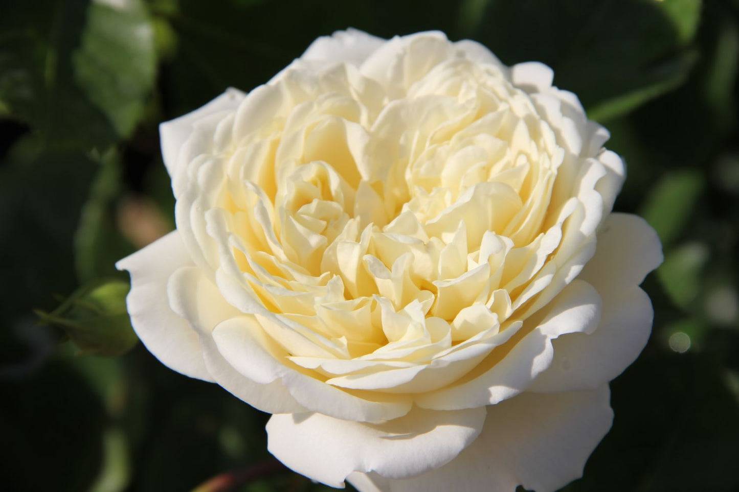 Rose 'Tranquility' (Englische Rose)