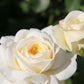 Rose 'Tranquility' (Englische Rose)