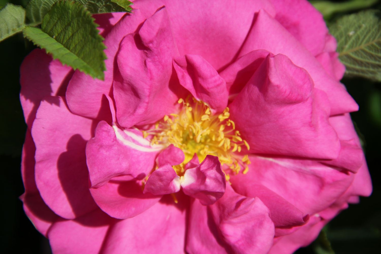 Rose 'Wild Edric' Englische Rose | Heckenrose