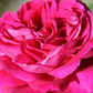 Rose 'Young Lycidas' (Englische Rose)