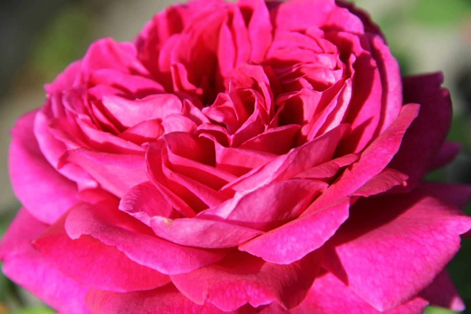 Rose 'Young Lycidas' Englische Rose