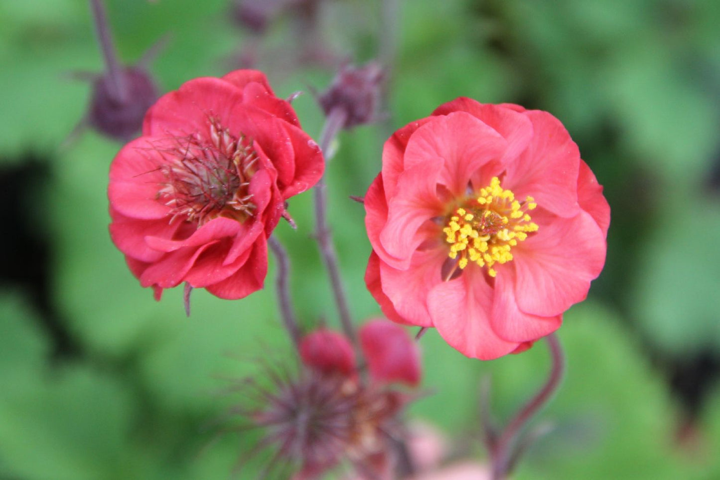 Geum rivale 'Flames of Passion' (Nelkenwurz)