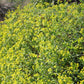 Euphorbia spinosa (Dornige Wolfsmilch)