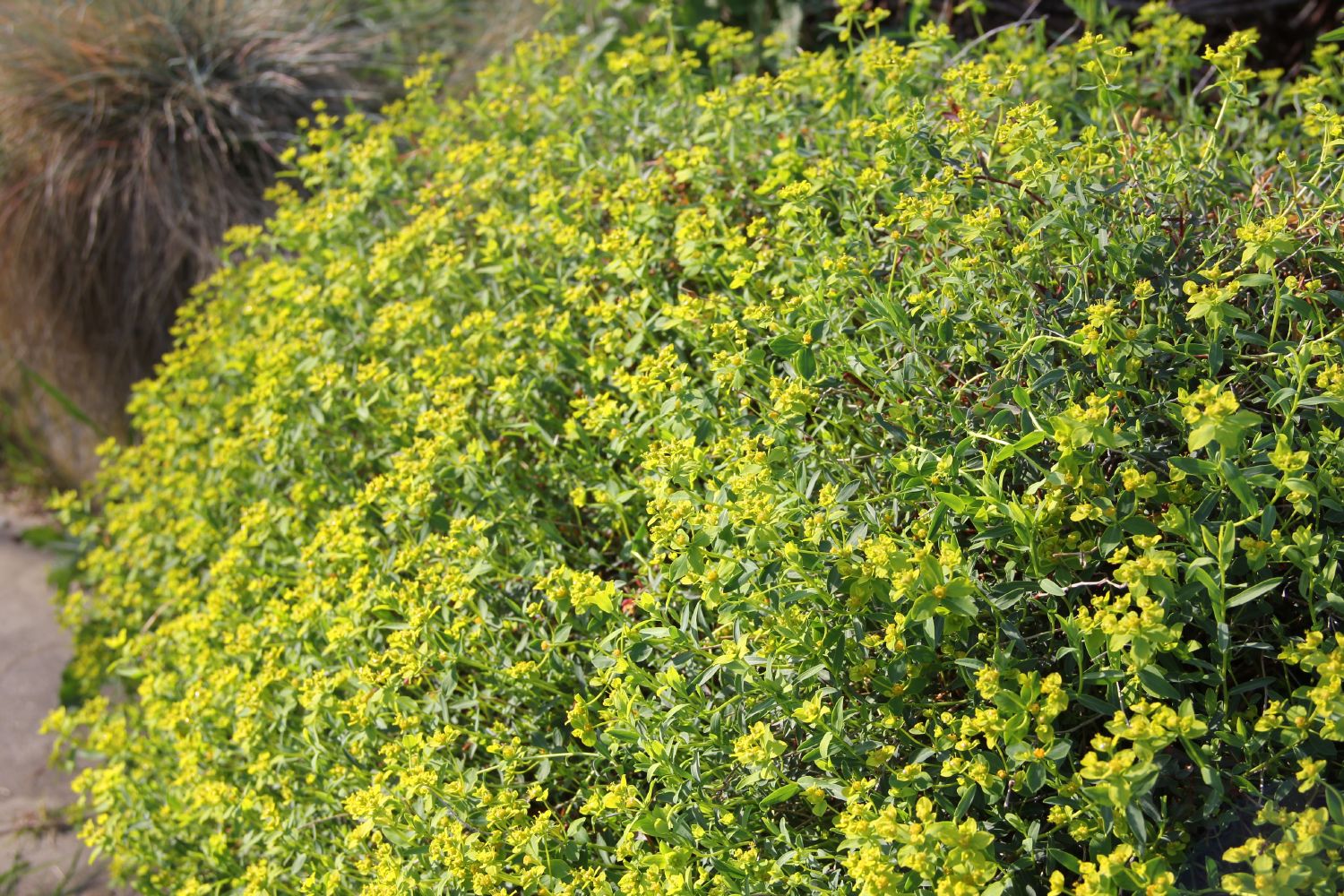 Euphorbia spinosa Dornige Wolfsmilch