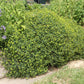 Euphorbia spinosa (Dornige Wolfsmilch)