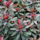 Euphorbia x martinii 'Velvet Ruby' (Wolfsmilch)