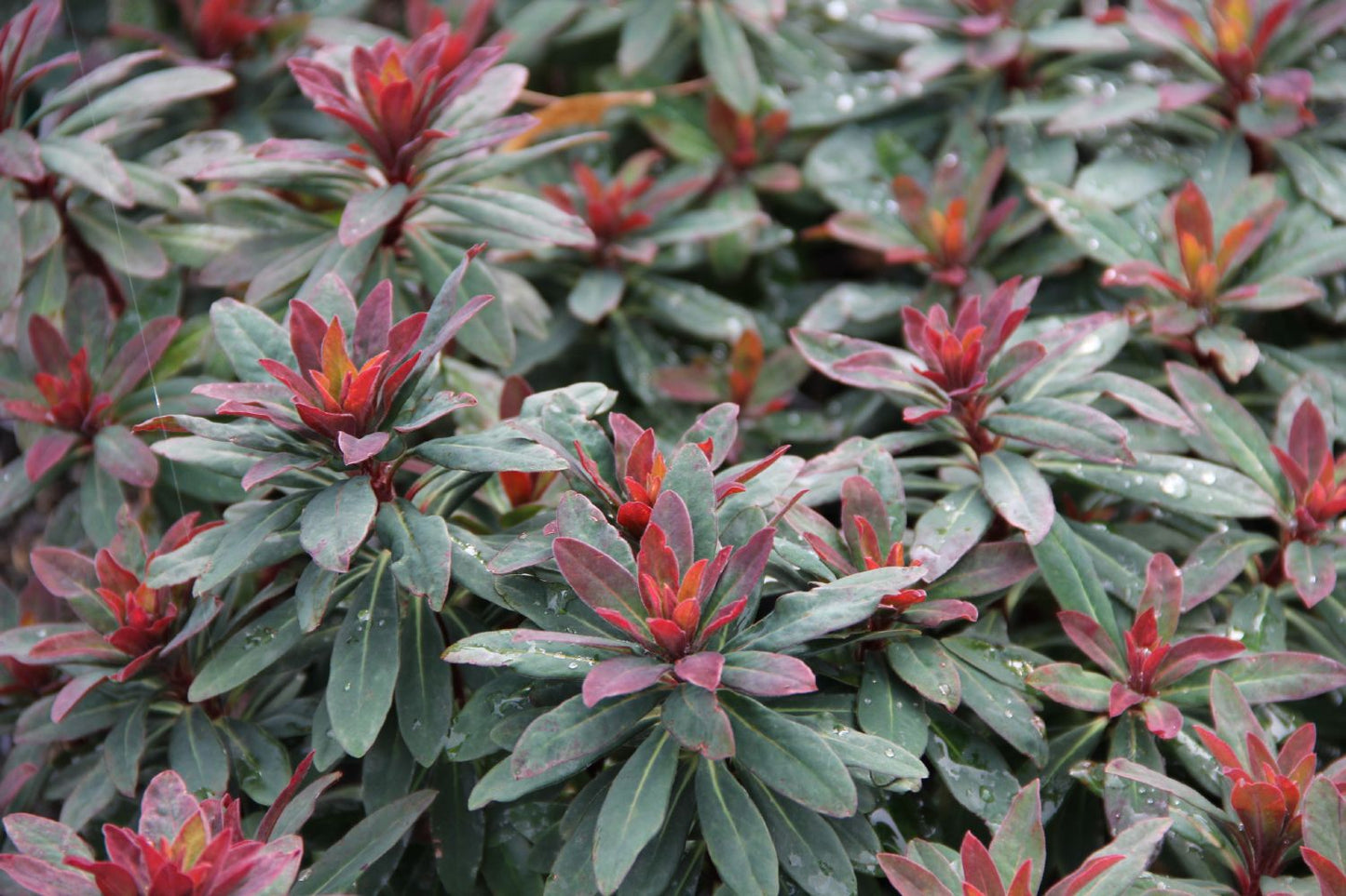 Euphorbia x martinii 'Velvet Ruby' (Wolfsmilch)
