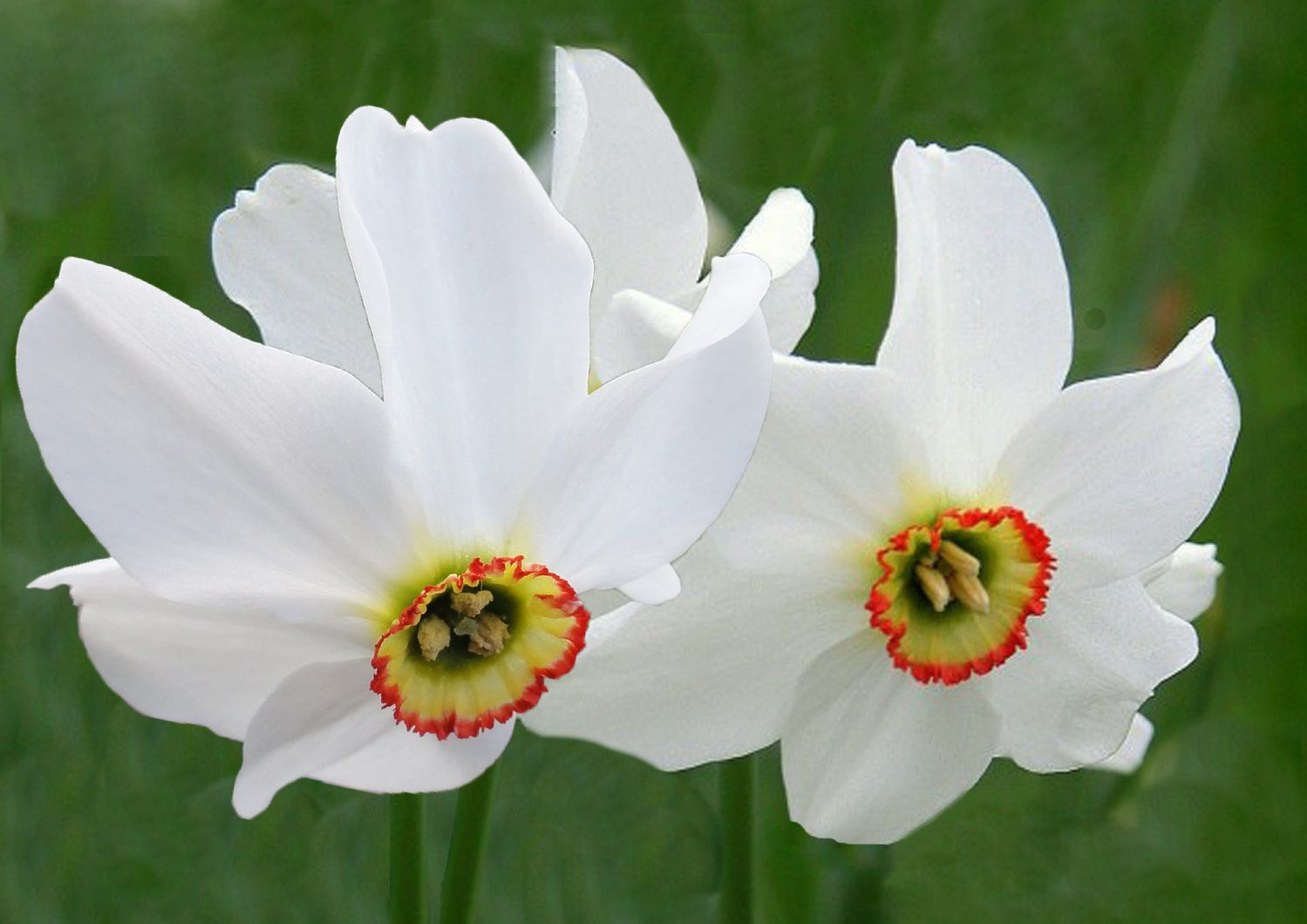 Narcissus poeticus var. recurvus Gekrümmte Dichternarzisse
