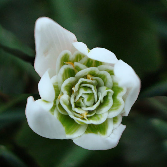 Galanthus nivalis 'Flore Pleno' (Gefülltes Schneeglöckchen)