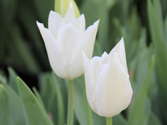 Tulipa 'White Triumphator' (Lilienblütige Tulpe)
