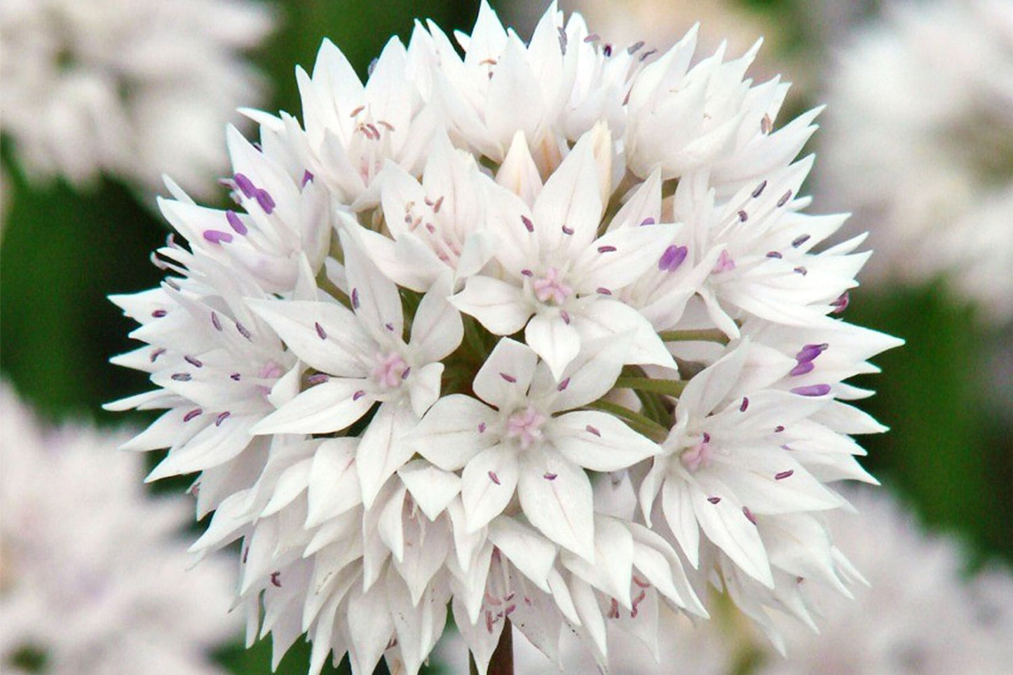 Allium amplectens 'Graceful Beauty' (Zierlauch)