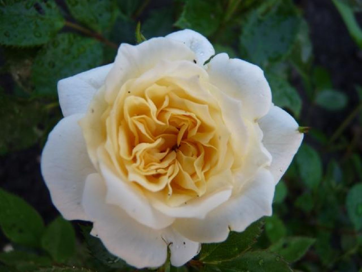 Rose 'Honeymilk' Zwergrose | Patiorose