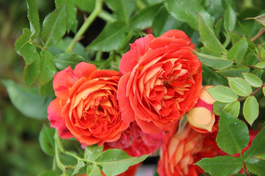 Rose 'Starlet Rose Carmen' (Kletterrose)