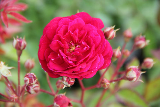 Rose 'Starlet Rose Lola (Luisa)' (Kletterrose)