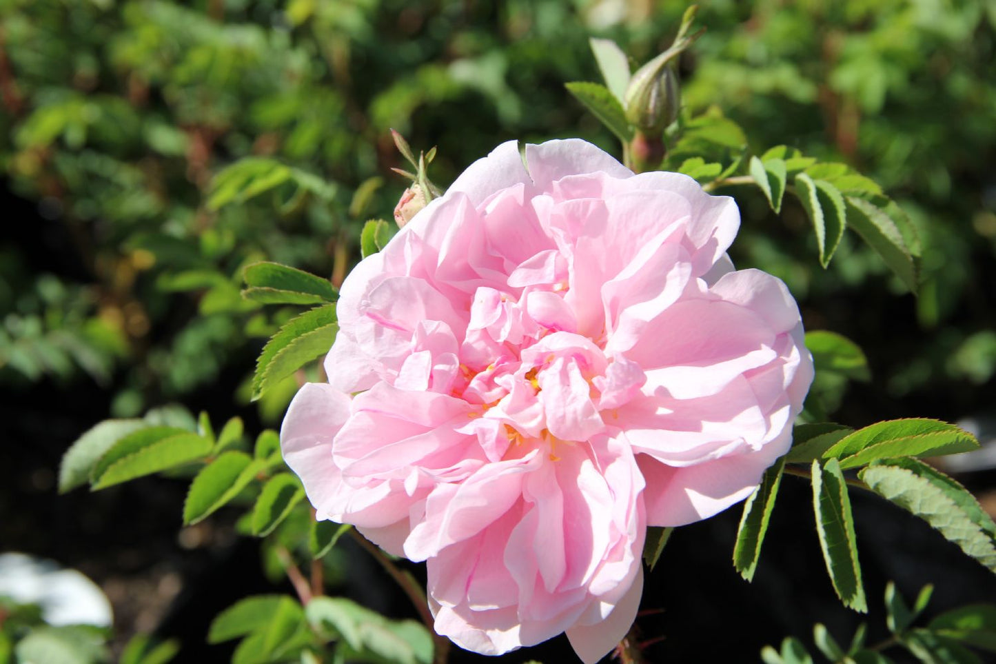 Rose 'Stanwell Perpetual' Historische Rose