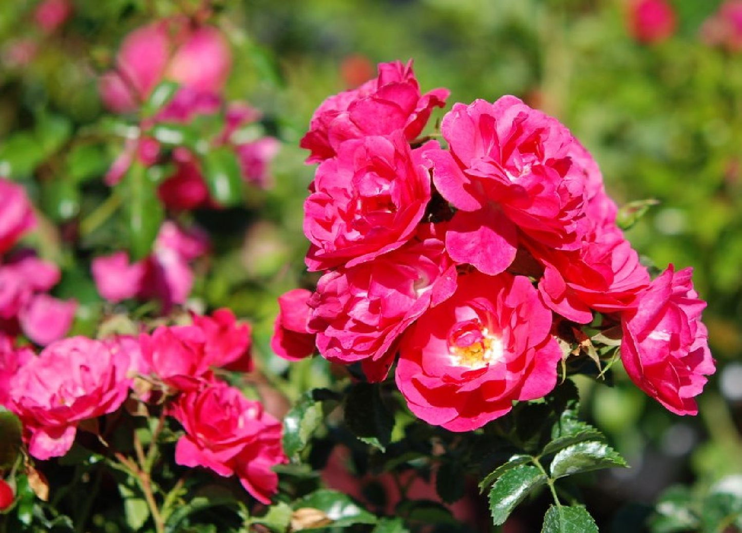 Rose 'Heidetraum' (Bodendeckerrose)