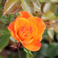 Rose 'Westzeit' (Beetrose)