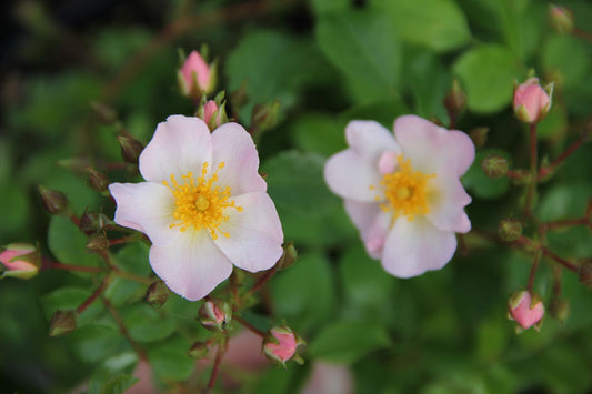 Rose 'Apfelblüte' (Bodendeckerrose)