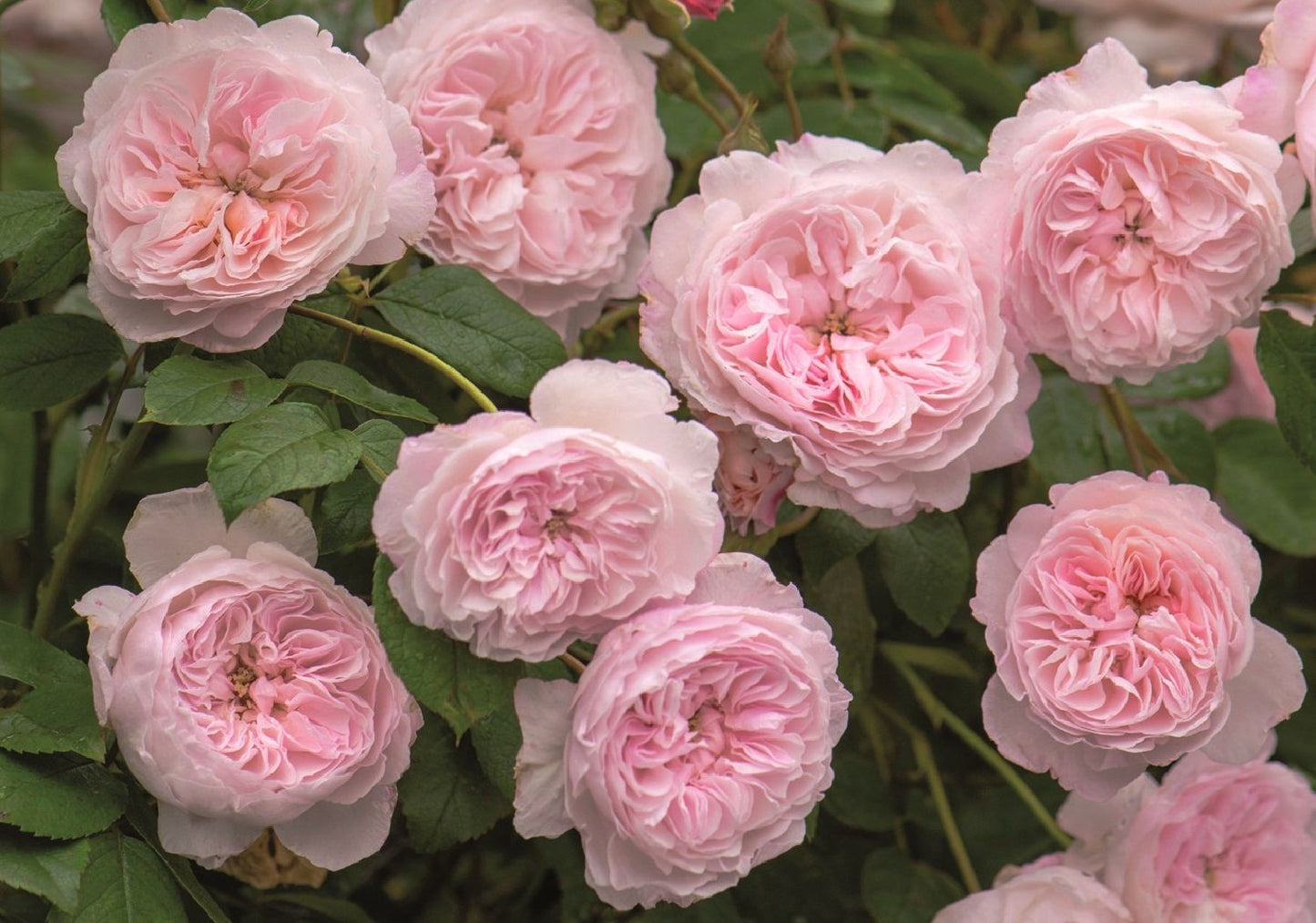 Rose 'The Albrighton Rambler' (Ramblerrose)