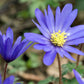 Anemone blanda 'Blue Shades' (Frühlingsanemone)