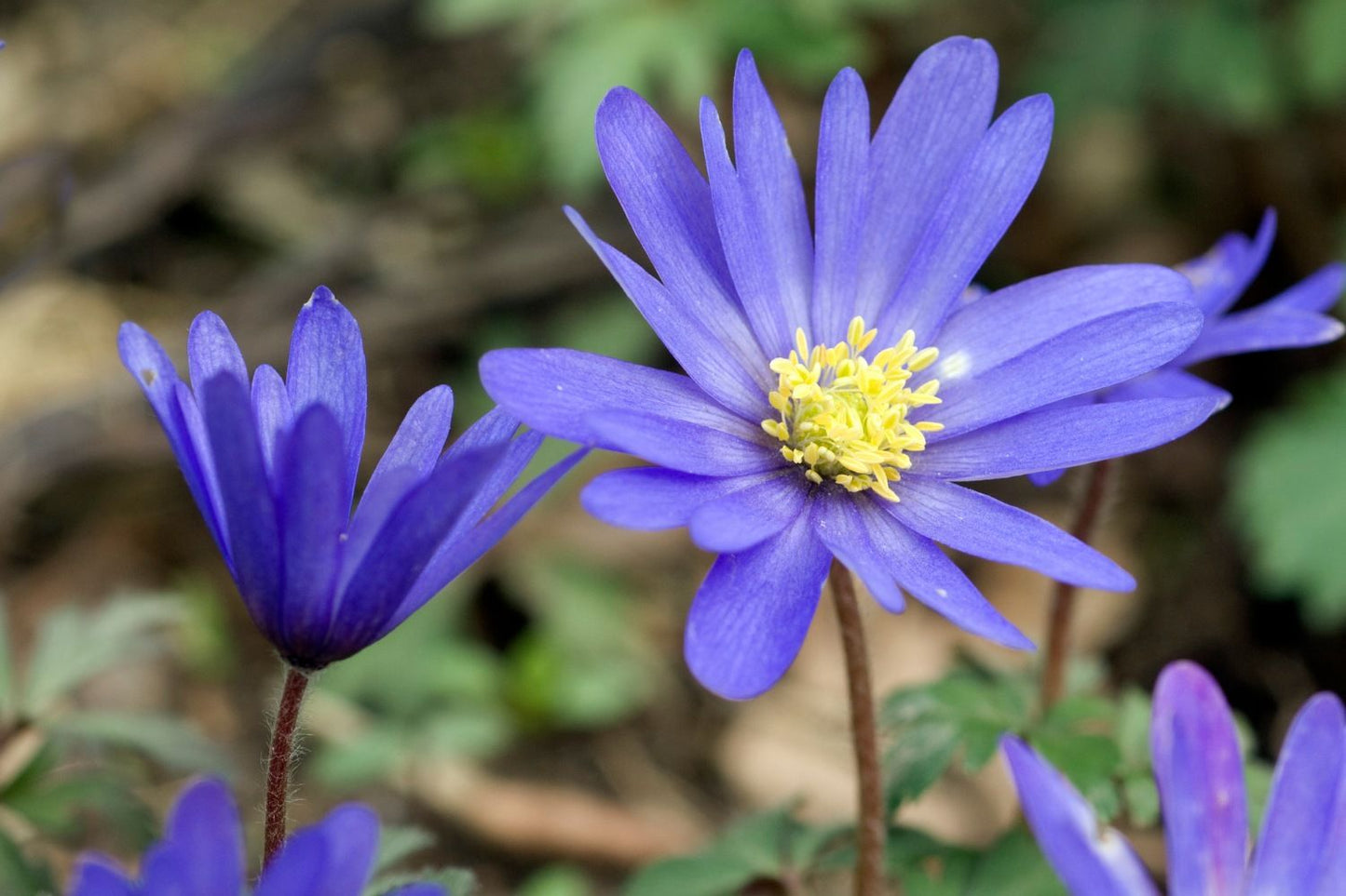 Anemone blanda 'Blue Shades' Frühlingsanemone