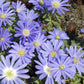 Anemone blanda 'Blue Shades' (Frühlingsanemone)