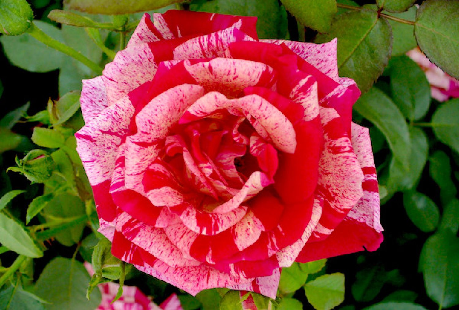 Rose 'Papageno' Beetrose