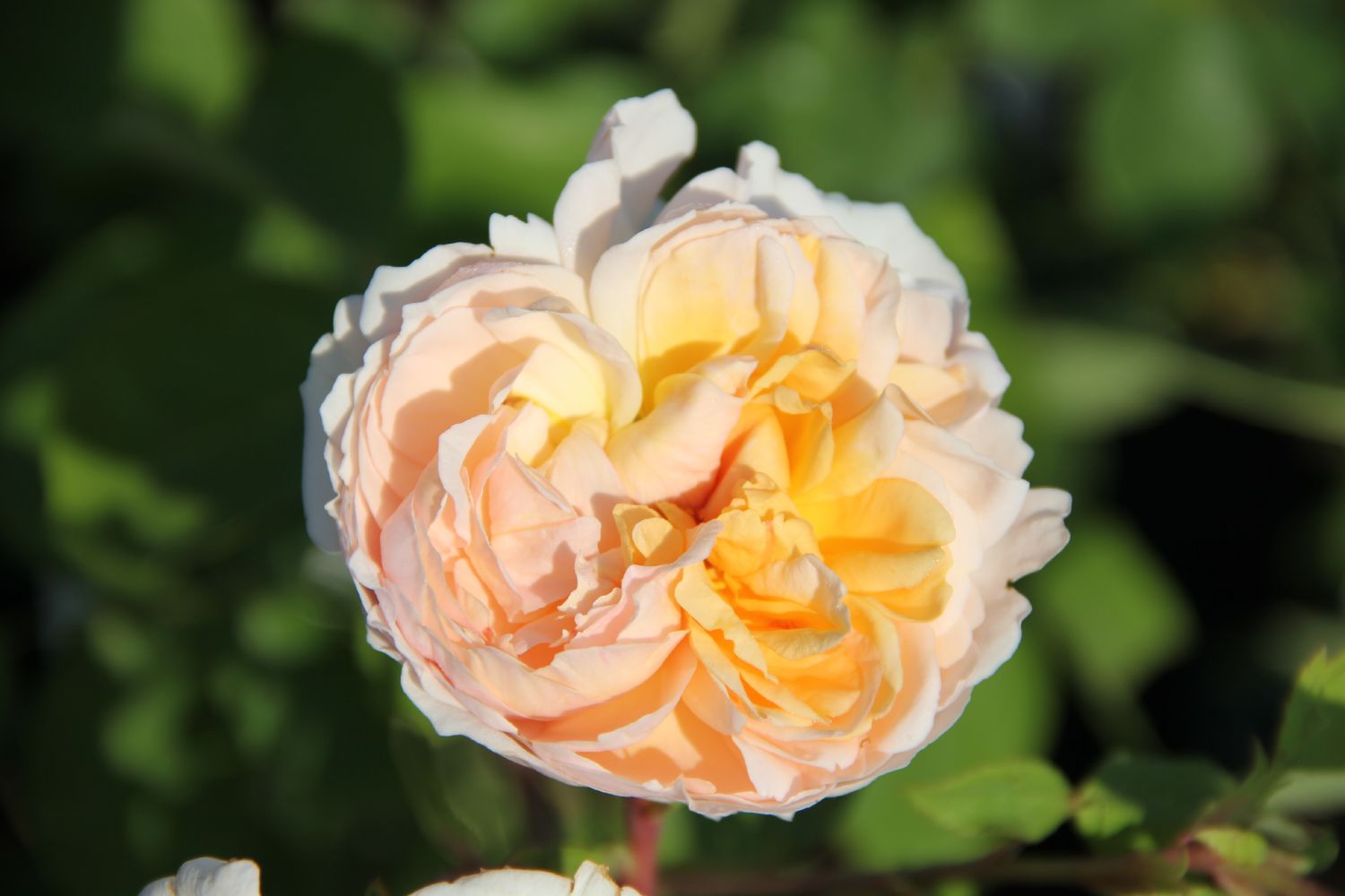 Rose 'The Lady Gardener' Englische Rose