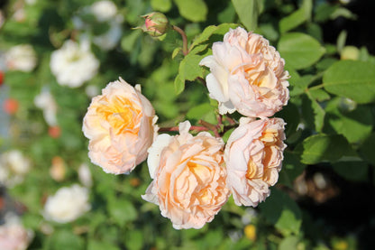 Rose 'The Lady Gardener' (Englische Rose)