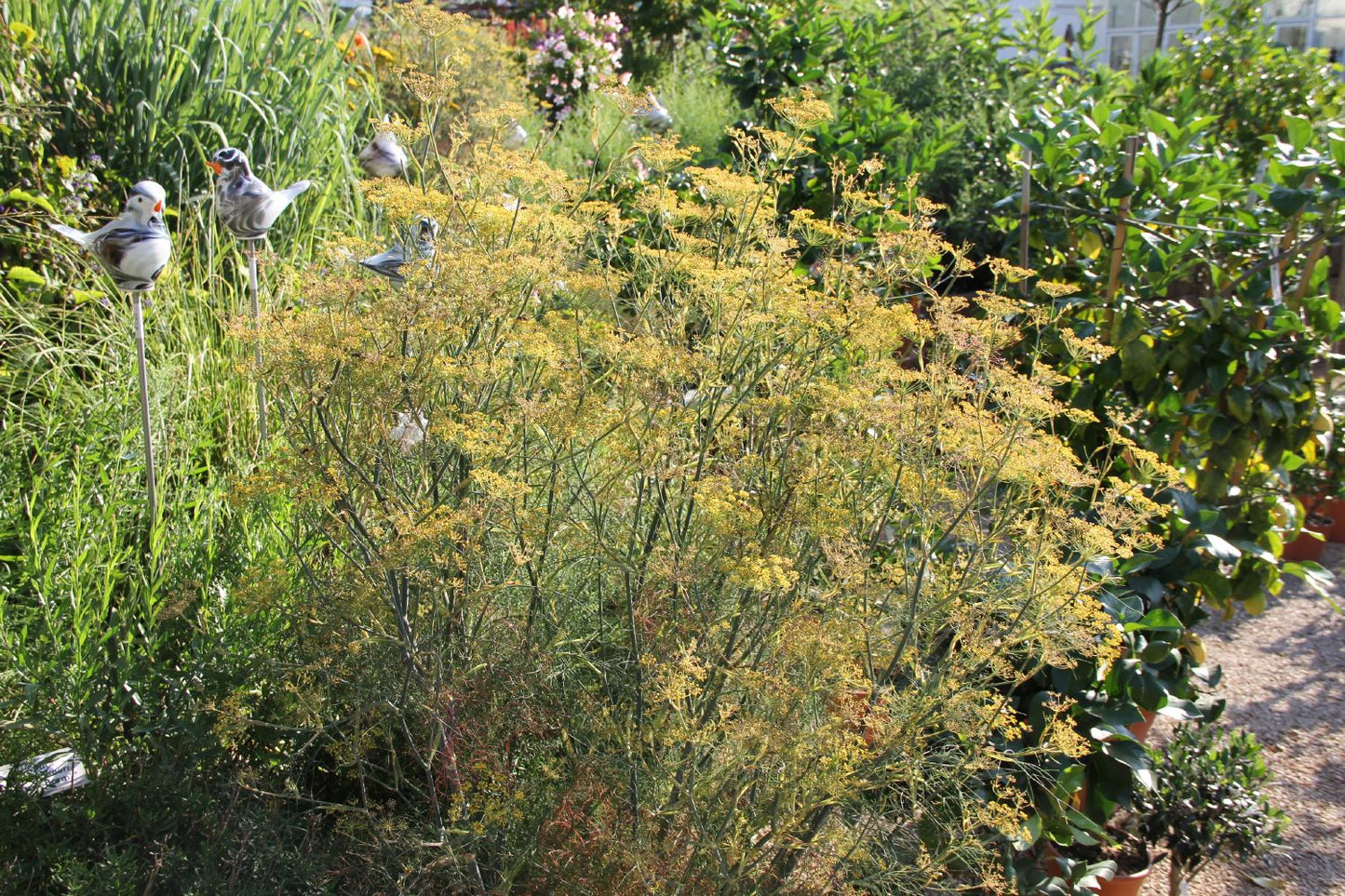 Foeniculum vulgare (Fenchel)
