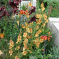 Verbascum Hybr. 'Clementine' (Königskerze)