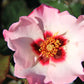 Rose 'Alissar Princess of Phoenicia' Persische Rose
