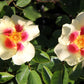 Rose 'Queen of Sheba' (Persische Rose)