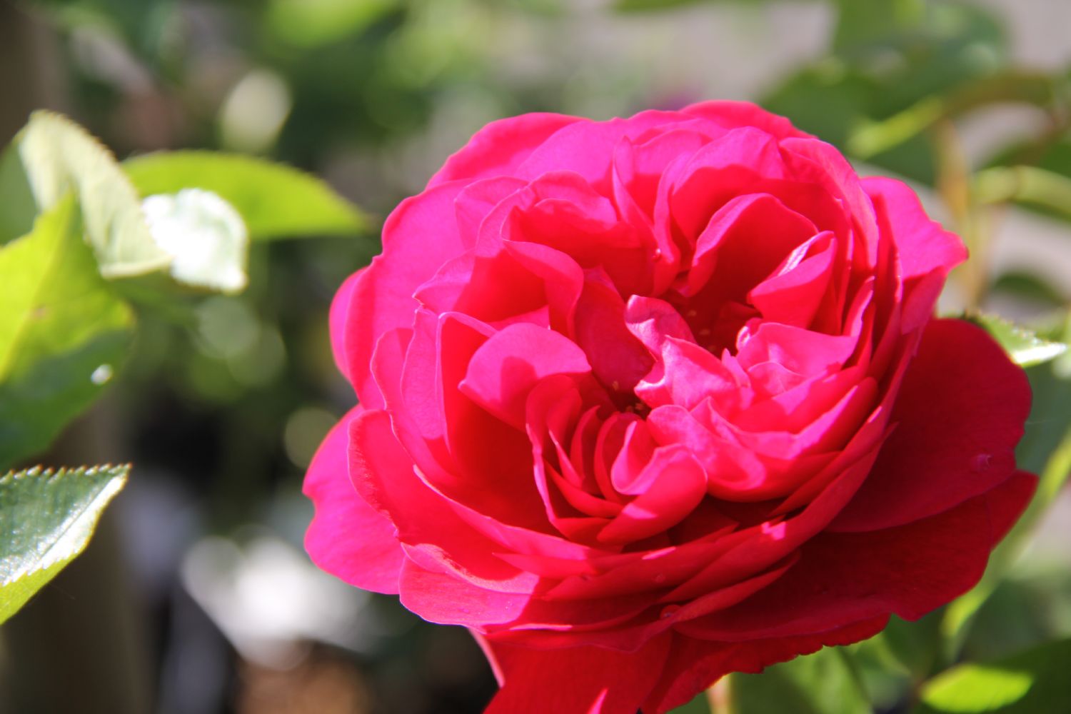 Rose 'Bordeaux' Beetrose