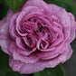 Rose 'Lavender Ice' Zwergrose | Patiorose