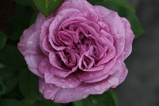Rose 'Lavender Ice' (Zwergrose | Patiorose)