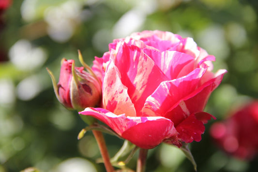 Rose 'Best Impression' Edelrose