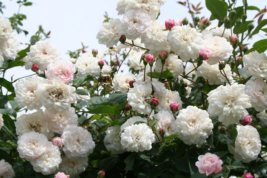 Rose 'Félicité et Perpétue' (Ramblerrose)