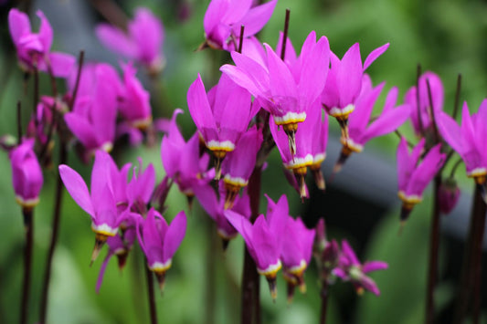 Dodecatheon meadia 'Red Wings' Götterblume